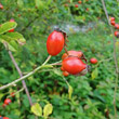 Fruchtfoto Rosa canina