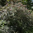Habitusfoto Rosa glauca