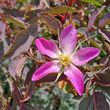 Portraitfoto Rosa glauca