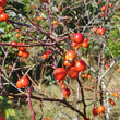 Fruchtfoto Rosa glauca