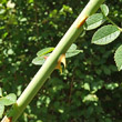 Stängel-/Stammfoto Rosa micrantha