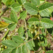 Foto von Besonderheit Rosa micrantha