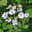 Blütenfoto Rosa multiflora