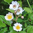 Portraitfoto Rosa multiflora