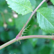 Foto von Besonderheit Rosa multiflora