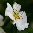 Blütenfoto Rosa multiflora