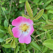 Portraitfoto Rosa rubiginosa