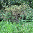 Habitusfoto Rosa rubiginosa