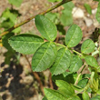 Blätterfoto Rosa rubiginosa