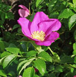 Portraitfoto Rosa rugosa