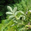 Foto von Besonderheit Rosa sherardii