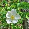 Portraitfoto Rosa spinosissima