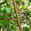 Stängel-/Stammfoto Rosa spinosissima