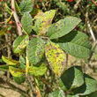 Blätterfoto Rosa tomentosa