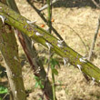 Stängel-/Stammfoto Rosa tomentosa