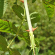 Foto von Besonderheit Rosa tomentosa