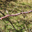 Stängel-/Stammfoto Rosa villosa