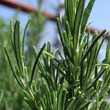 Blätterfoto Rosmarinus officinalis