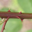 Stängel-/Stammfoto Rubus armeniacus