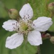 Portraitfoto Rubus caesius