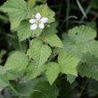 Habitusfoto Rubus caesius