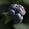 Fruchtfoto Rubus caesius