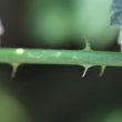 Stängel-/Stammfoto Rubus caesius