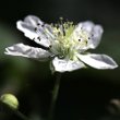 Blütenfoto Rubus caesius