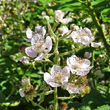 Portraitfoto Rubus fruticosus aggr.