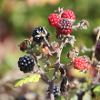 Fruchtfoto Rubus fruticosus aggr.