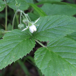 Portraitfoto Rubus idaeus