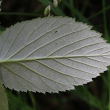 Foto von Besonderheit Rubus idaeus