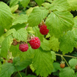 Portraitfoto Rubus idaeus