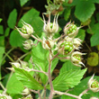 Foto Kelch Rubus idaeus