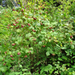 Habitusfoto Rubus idaeus
