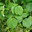 Blätterfoto Rubus idaeus