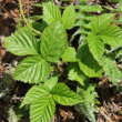 Blätterfoto Rubus saxatilis