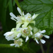 Portraitfoto Rubus saxatilis