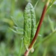 Stängel-/Stammfoto Rumex acetosa