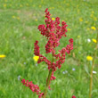 Blütenfoto Rumex acetosa