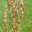 Portraitfoto Rumex acetosa