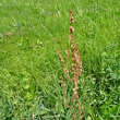 Habitusfoto Rumex acetosa