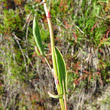 Blätterfoto Rumex acetosella