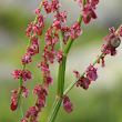 Portraitfoto Rumex alpestris