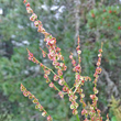 Blütenfoto Rumex alpestris