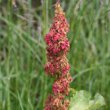 Blütenfoto Rumex alpinus