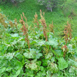 Habitusfoto Rumex alpinus