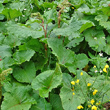 Blätterfoto Rumex alpinus