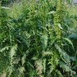 Portraitfoto Rumex crispus