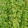 Blütenfoto Rumex longifolius